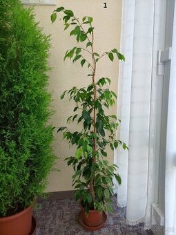 Fíkovník drobnolistý (Ficus Benjamina)