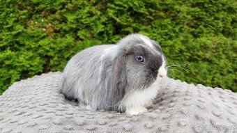 Zakrslý beránek, králíček, králík - HEIDY