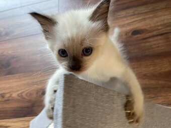 Koťata Ragdoll