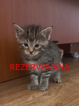 Daruji koťáta - Dvůr Králové nad Labem