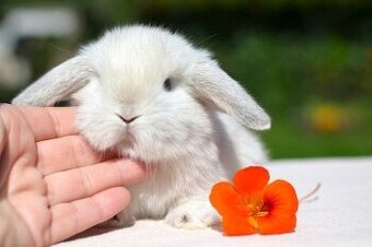 Krásný minilop Bastík