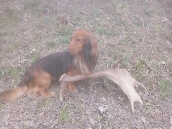 Jezevčík dlouhosrstý trpasličí/králičí