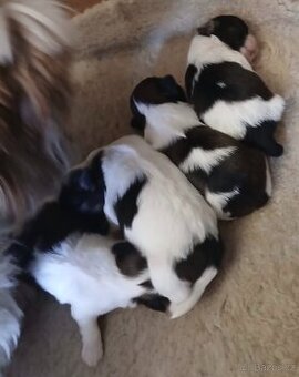 Štěňátka Shih-tzu