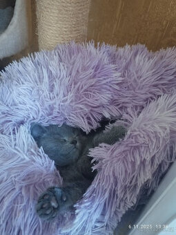 BRITSKÉ KOŤÁTKO , KOTĚ