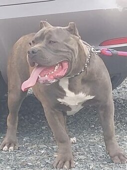 American Bully xl