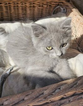 Modré šedé koťátka od britské kočičky