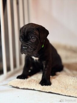 Cane corso s PP - 11 Vánočních štěňátek k rezervaci