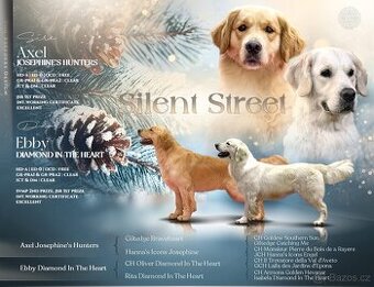 Zlatý Retrívr - Zlatý Retriever - Golden retriever S PP