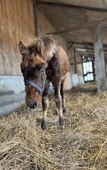 American Quarter Horse hřebec ve zbarvení silver champagne