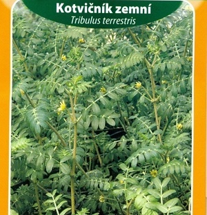 Kotvičník zemní (semena) Léčivá rostlina
