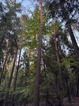 Prodej lesních pozemků v k.ú. Velká Polom (2)