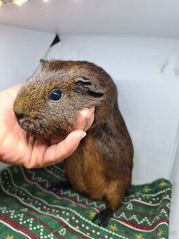 Morče kluci - odběr ihned - 1