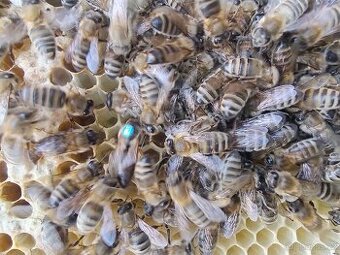 Loňské včelí oddělky