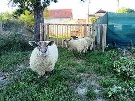 2 x SUFFOLK - jehnice, ovce