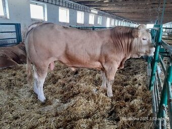 plemenní býci 	Blonde d'Aquitaine