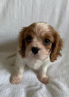 Štěně - fena - Kavalír king Charles španěl s PP