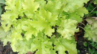 Heuchera, Hosta a další trvalky do stínu