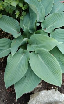 Hosta a další trvalky do stínu