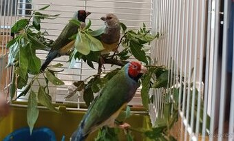 Amadiny gouldove - 1