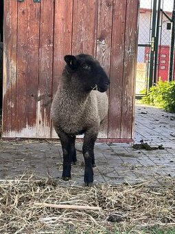 Jehňata Suffolk