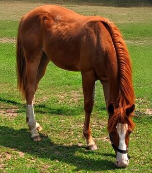 Paint horse