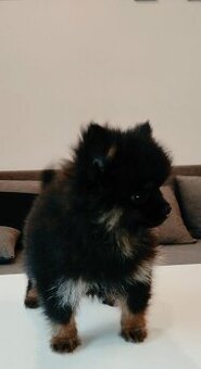 Špic pomeranian s pp štěňata