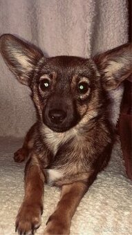 Daruju pejska