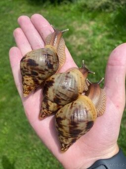 Africký šnek Lissachatina reticulata - oblovka síťkovaná