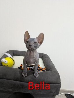 Donský sphynx s PP