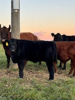 Koupím zástav Jalovice Eko