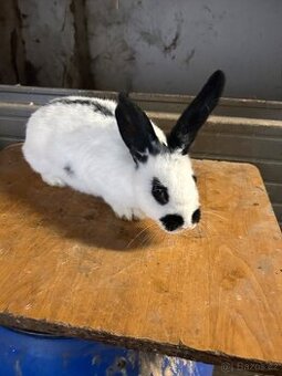 Chovná samice český strakáč