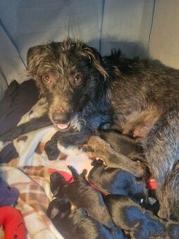 Štěňátka do dobrých rukou