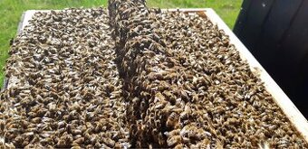 Oddělky a včelstva 2026 – mírná včelstva, vysoký výnos medu.
