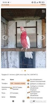 Kakadu růžový lutino