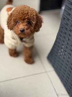 Štěňata toy pudla