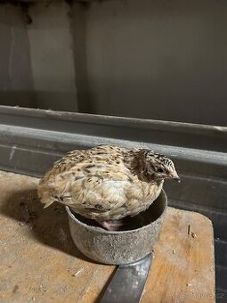 Křepelka japonská-kohouti