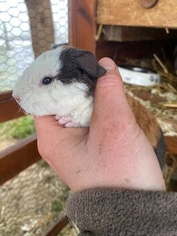 Morčátka US Teddy -  samečci