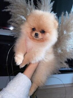 😍 Luxusní 💎 štěňátka Pomeranianu– bílý ☁️ a oranžový 🍑