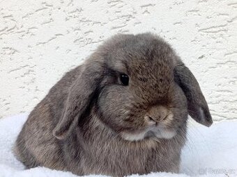 Volná samička - Anglický Zakrslý Beránek MiniLop🍑🧡