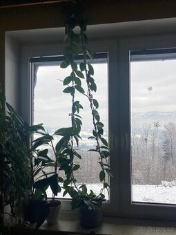 Hoya carnosa voskovka