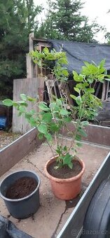 Semena vistárie a katalpy + stromky + vodní rostliny