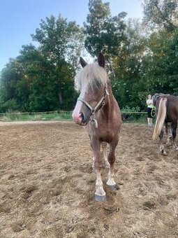 Prodám kobylku ČMB, 3r