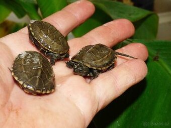 Želva trojkýlná (Mauremys reevesii)