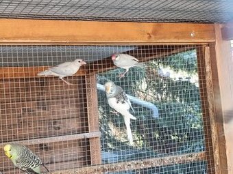 Rýžovník loňský odchov