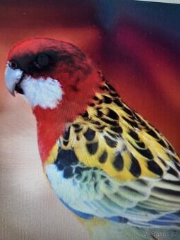 Prodej rosely pestré