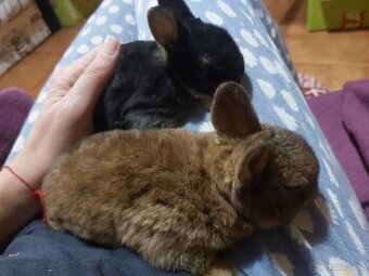 Zakrslý králík -poslední z lednového vrhu