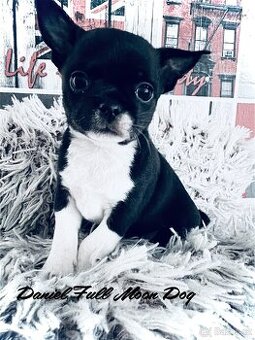 Čivava s PP k rezervaci