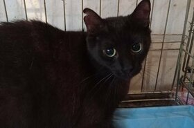 Černá kočička Saša hledá trpělivý domov