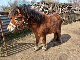 Pony klisna - 1