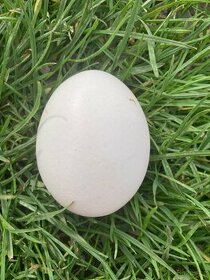 Kachní vejce i nasadová